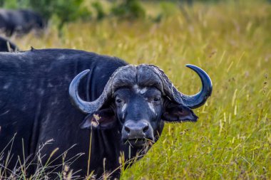 Büyük Afrika bufalosu ya da Syncerus caffer Güney Afrika 'da bir doğa koruma alanında.