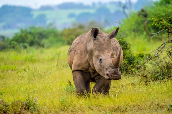 Retrato Rinoceronte Blanco Africano Rhino Ceratotherium Simum También Conocido Como — Foto de Stock