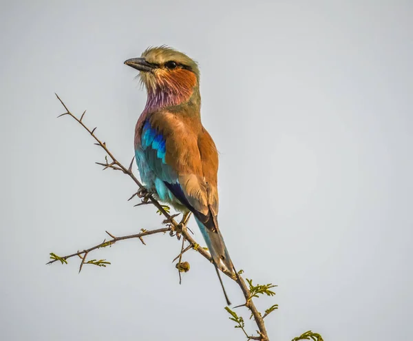 Africký Šeříkový Kolečko Národní Pták Keňa Izolovaný Usazený Stromě — Stock fotografie