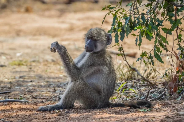 Gemeenschappelijke Afrikaanse Baviaan Ontspannen Een Wildreservaat Tijdens Zelfrijdende Safari Zuid — Stockfoto