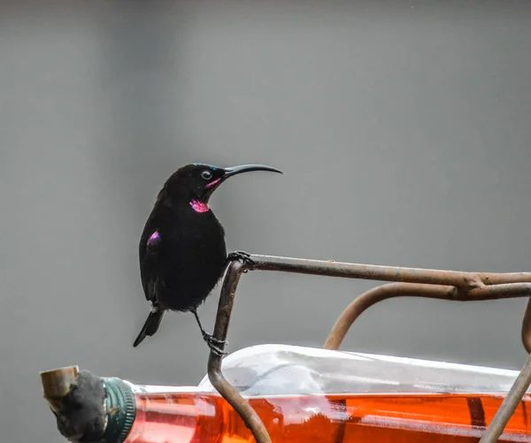 Oiseau Soleil Améthyste Coloré Oiseau Noir Améthyste Chalcomitra Nourrissant Partir — Photo