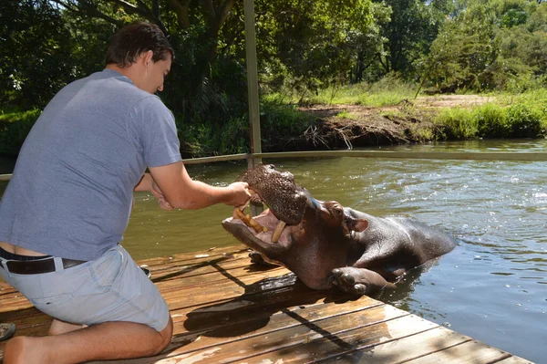 Háziállat Hippo Nevű Jessica Hoedspruit Dél Afrika — Stock Fotó