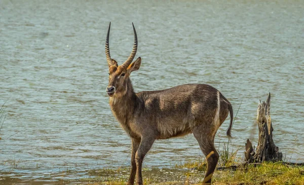 Mannelijke Waterbok Antilopen Kobus Ellipsiprymnus Drinkwater Uit Een Waterput Een — Stockfoto