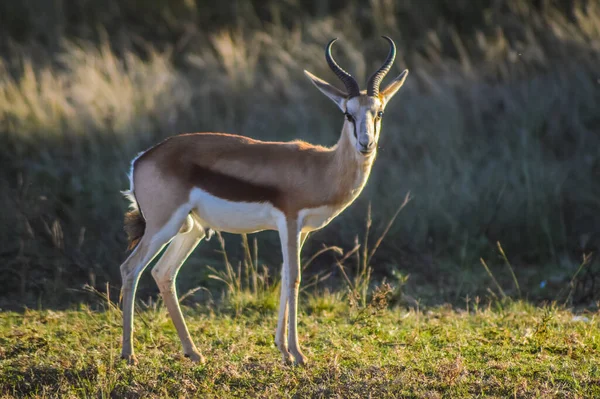 Όμορφη Springbok Εθνικό Ζώο Της Νότιας Αφρικής Ένα Φυσικό Καταφύγιο — Φωτογραφία Αρχείου