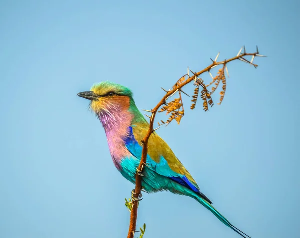 African lilac breasted roller (fork-tailed roller, lilac-throated roller, Mosilikatze\'s roller) is national bird of Kenya and perched on a tree