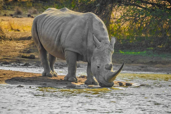 Retrato Rinoceronte Blanco Africano Rhino Ceratotherium Simum También Conocido Como — Foto de Stock