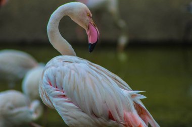 Büyük Flamingo 'nun Macro portresi