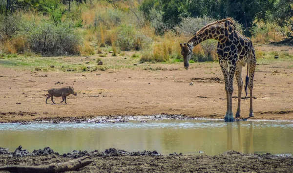 Zuid Afrikaanse Giraffe Kaap Giraffe Giraffa Camelopardalis Giraffa Drinkwater Kruger — Stockfoto