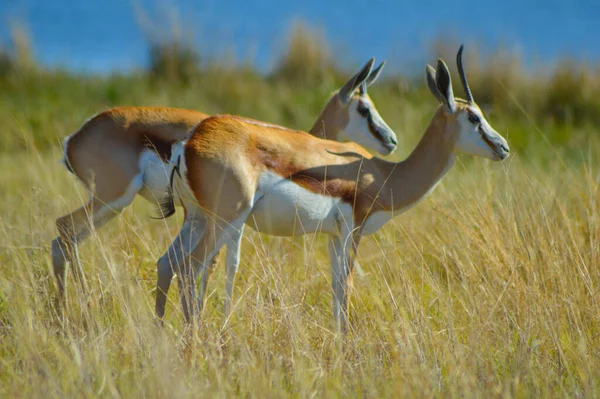 Антилопа Спрингбок Antidorcas Marsupialis Национальное Животное Южной Африки Добытое Заповеднике — стоковое фото