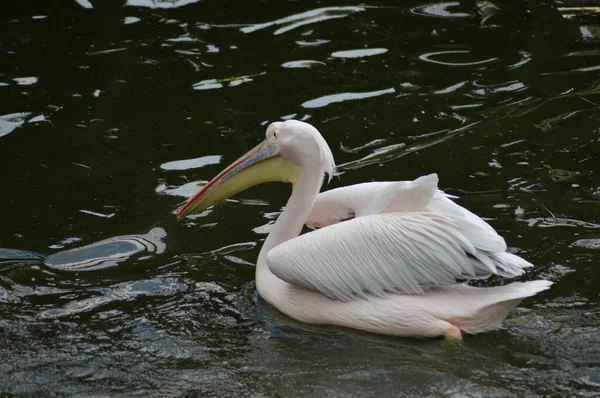 Großer Weißer Pelikan Südafrika Schwimmt Einem Fluss Mit Grünem Hintergrund — Stockfoto