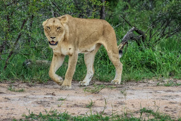 Retrato Uma Leoa Africana Perseguição Arbustos Durante Uma Experiência Safári — Fotografia de Stock