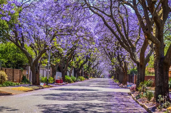 Purple Blue Jacaranda Mimosifolia Bloom Johannesburg Street Spring October South — Stock Photo, Image