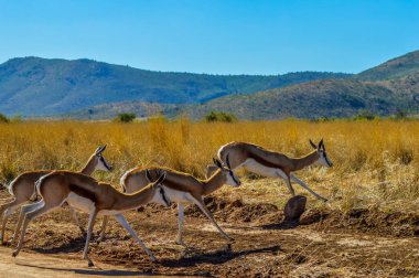 Springbok antilobu (Antidorcas marsupialis), safari sırasında Güney Afrika 'da bulunan bir hayvan türüdür.