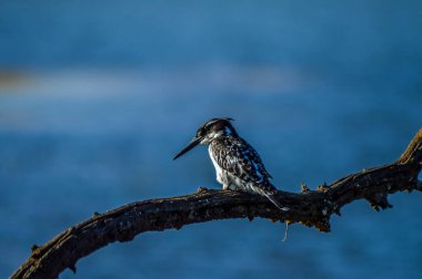Kruger Ulusal Parkı 'na tünemiş güzel bir Kingfisher portresi.
