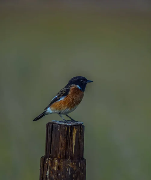 Ein Gemeiner Chatvogel Aus Stein Thront Einem Naturschutzgebiet Pretoria Südafrika — Stockfoto