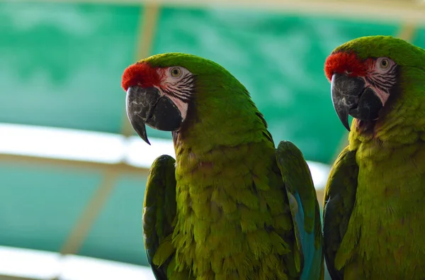 Par Pássaros Arara Verde Militar Empoleirados Zoológico — Fotografia de Stock