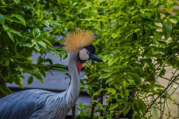 Guindaste Coroado Cinza Zoológico Joanesburgo África Sul — Fotografia de Stock