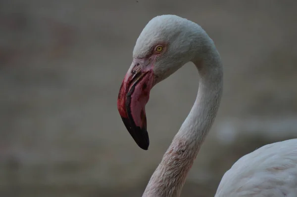 Makroporträt Des Größeren Flamingos — Stockfoto
