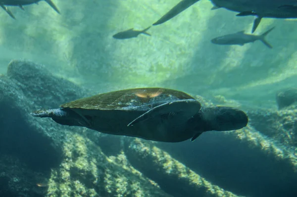 Giant Sea Turtle Simning Vatten Ushakha Durban — Stockfoto