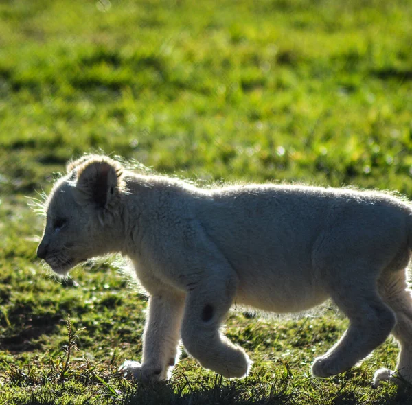 Aranyos Afrikai Fehér Oroszlán Kölykök Rhino Oroszlán Természetvédelmi Terület — Stock Fotó