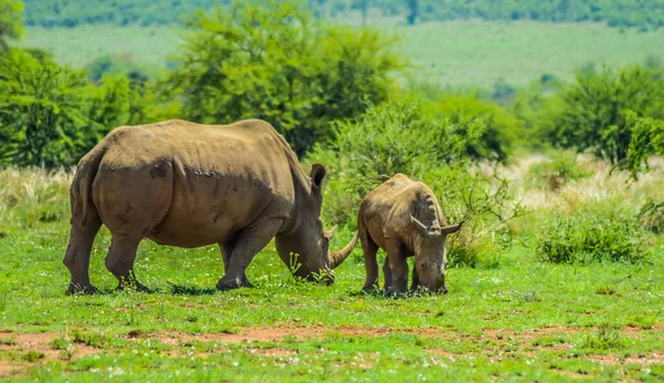 Cute Adorable Rhino Calf Mother Grazing Peacefully South African Nature — Stock Photo, Image