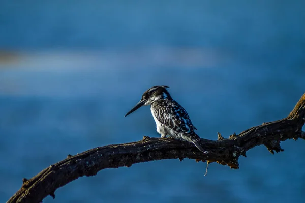 Kruger Ulusal Parkı Tünemiş Güzel Bir Kingfisher Portresi — Stok fotoğraf