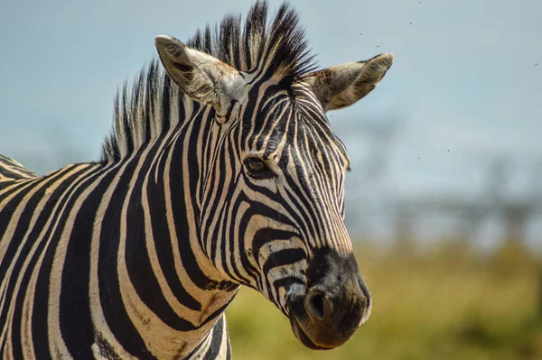 Cape Burchell\'s zebra in nature reserve in South Africa