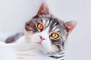 Sepet içinde belgili tanımlık pencere yatan kedi