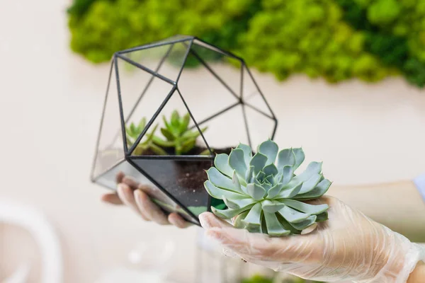 Molde de vidrio para el cultivo de plantas y decoración de interiores, arena, tierra, suculentas, cactus y plantas, plantas de niña — Foto de Stock