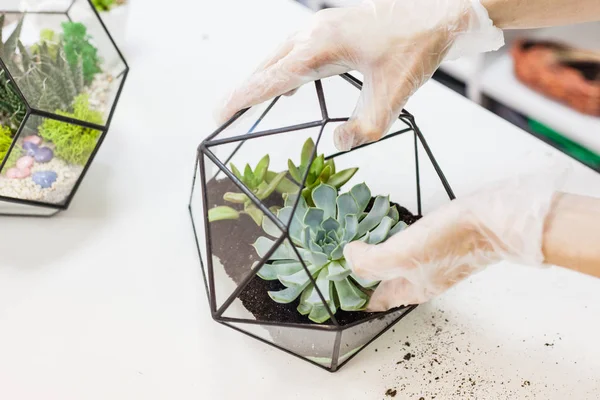 Molde de vidrio para el cultivo de plantas y decoración de interiores, arena, tierra, suculentas, cactus y plantas, plantas de niña — Foto de Stock