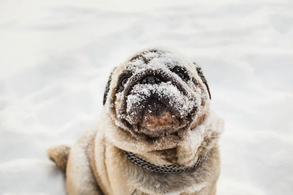 Dog pug in the snow, snow-covered dog, muzzle in the snow, human friend, pet — Stock Photo, Image