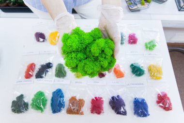 Moss in the hands, different types of moss and moss coloring for use in the interior, landscaping of the landscape, office and home