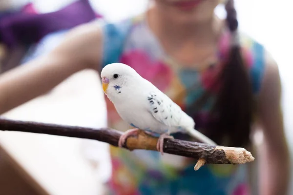 ペットと鳥とオウム家の鳥ペットとの子供のコミュニケーションコミュニケーション子供のコミュニケーションと発達ケアと給餌 — ストック写真