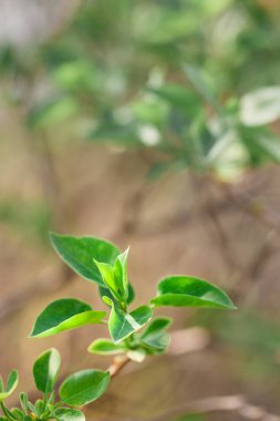 Çalı ve ağaçlardaki yeşil yapraklar, bahar, arkaplan, manzaradaki yeşillik, kare düzenleme, park yeri veya evin önündeki arsa
