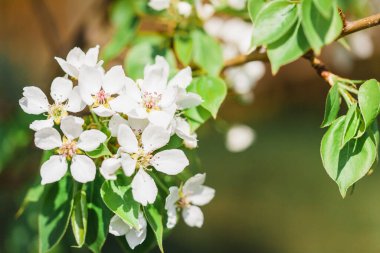 Elma ağaçlarının çiçek açan dalları, bahar, çiçek açan ağaçlar, kuşların gelişi, yuvalanma, gelecekteki meyveler, çiçek açan bahçe, güzellik, arka plan, duvar kağıdı, doğa, dekorasyon