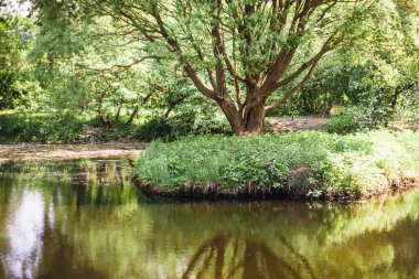 Ağaçlar, ördekler, gölet, açık hava aktiviteleri, aile ve seyahat, arka plan, duvar kağıdı, yeşillik, su,