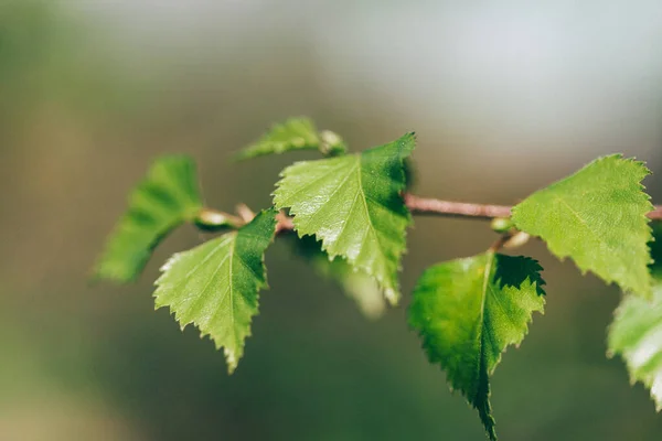 Κλαδί Δέντρου Νεαρά Πράσινα Φύλλα Σημύδα Φυτό Φόντο Ταπετσαρία Δάσος — Φωτογραφία Αρχείου