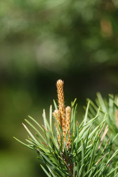 Pine Buds Spruce Coniferous Plants Young Shoots — Stock Photo, Image
