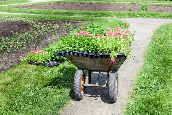 Plantera Blommor Och Växter Parken Landskapsarkitektur Design Skönhet Promenader Människor — Stockfoto