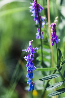 Yaz çiçekleri, yabani çiçekler, büyüyen, bahçıvanlık, bahçecilik, buket yapmak, yaz, ruh hali, güzellik, kadın, iç mekan