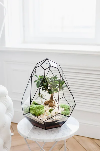 Florarium Composition Succulents Stone Sand Glass Element Interior Home Decor — Stock Photo, Image