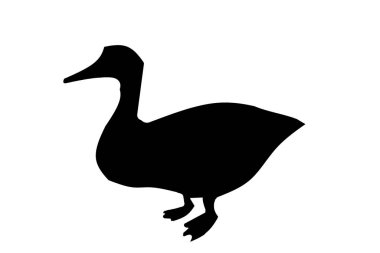 Ördek beyaz arkaplanda izole edildi - illüstrasyon tasarımı