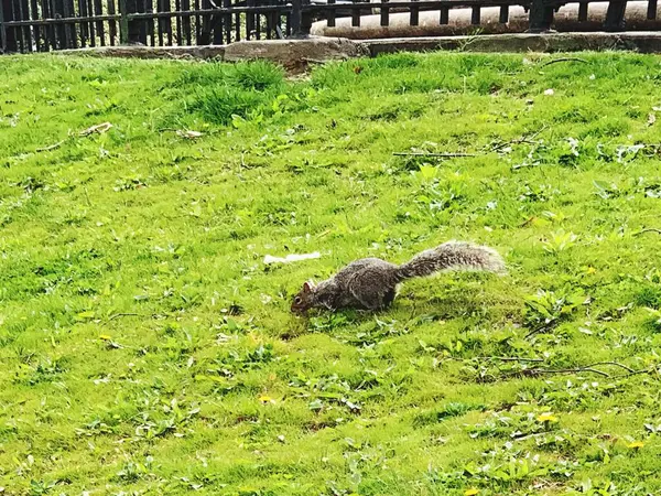 Écureuil Animal Sauvage Sur Herbe Verte Image — Photo