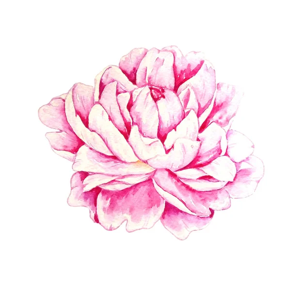 Watercolor Large Separate Pink Blooming Peony White Backgroun — Stock Photo, Image