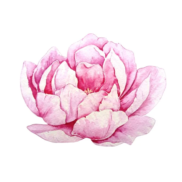 Watercolor Large Separate Pink Blooming Peony White Backgroun — Stock Photo, Image