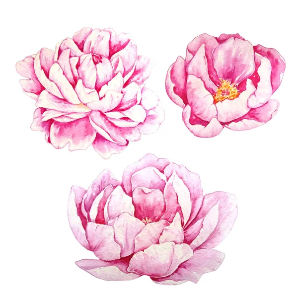 Drei Große Individuelle Aquarelle Blühende Rosa Pfingstrose — Stockfoto