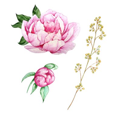 Yeşil yapraklı suluboya pembe şakayık tomurcuk ve dallı