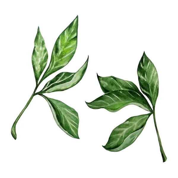 Ακουαρέλα Ξεχωριστά Πράσινα Φύλλα Παιώνιας Ένα Κλαδί Λευκό Φόντο — Φωτογραφία Αρχείου