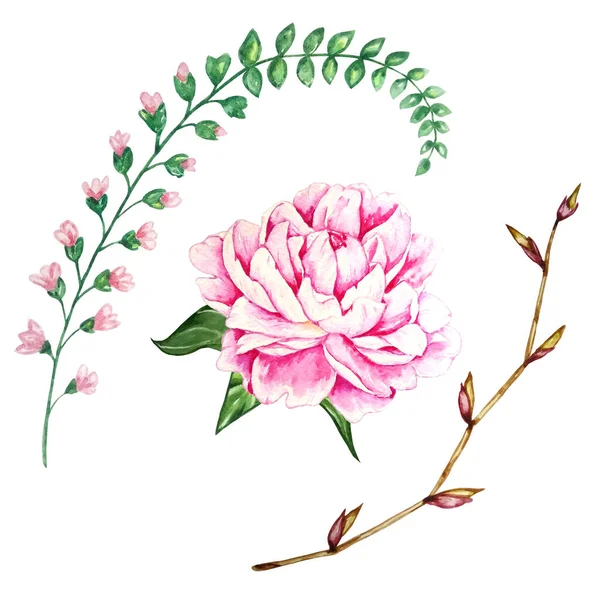 Акварель Розовый Пион Зелеными Листьями Полевой Ветви — стоковое фото