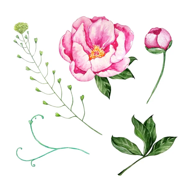 Акварель Розовый Пион Зелеными Листьями Бутоном Полевой Ветви — стоковое фото